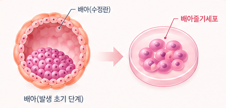 es cell