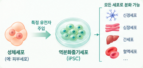 ips cell